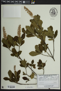 Clethra alnifolia image