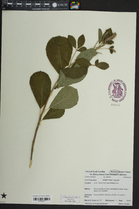 Clethra alnifolia image