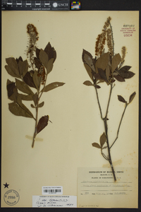 Clethra alnifolia image