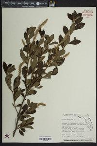 Clethra alnifolia image