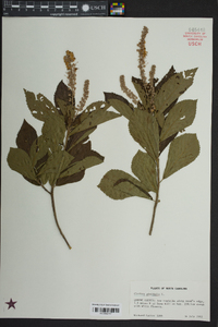 Clethra alnifolia image