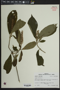 Clethra alnifolia image