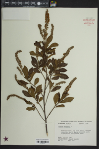 Clethra alnifolia image