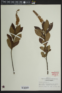 Clethra alnifolia image