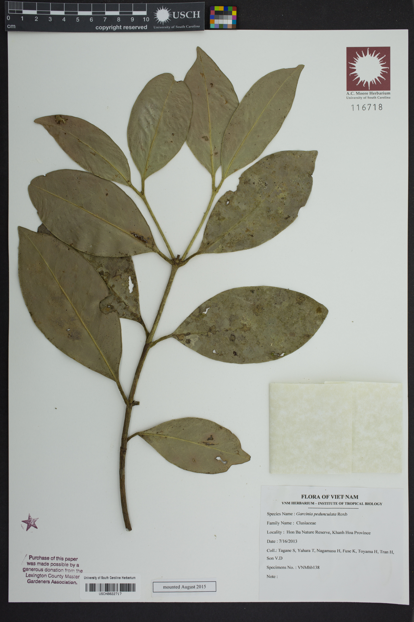 Garcinia pedunculata image