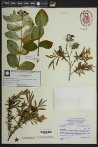 Hypericum frondosum image