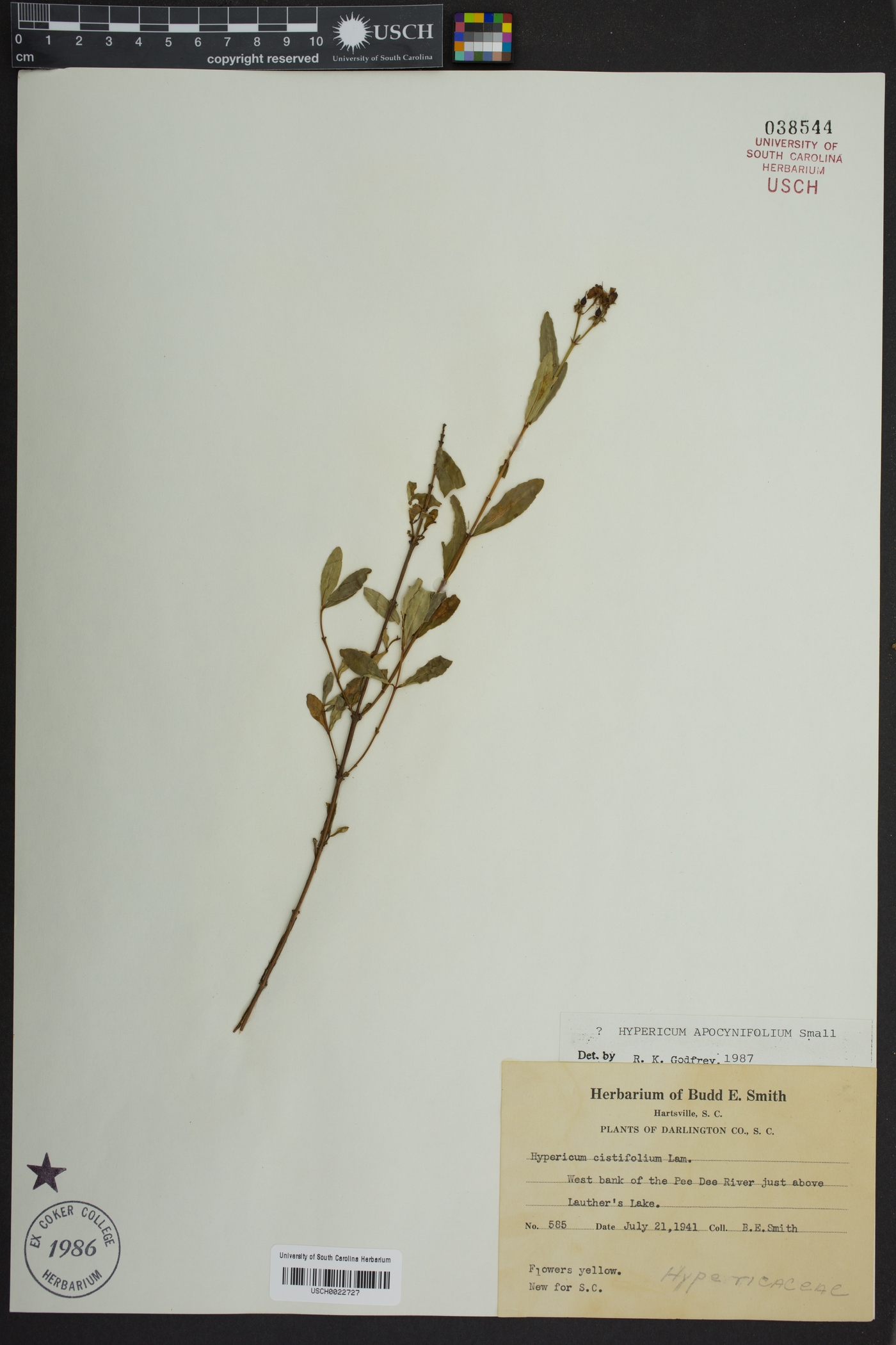 Hypericum apocynifolium image