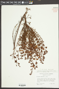 Hypericum brachyphyllum image