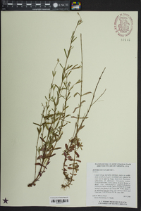 Hypericum canadense image