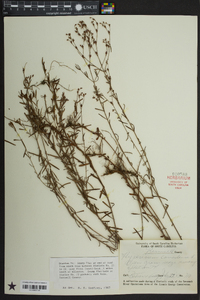 Hypericum canadense image