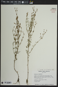 Hypericum canadense image