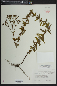 Hypericum cistifolium image