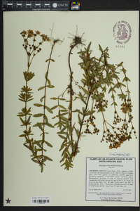 Hypericum cistifolium image