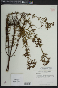 Hypericum cistifolium image