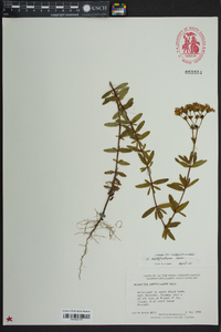 Hypericum cistifolium image