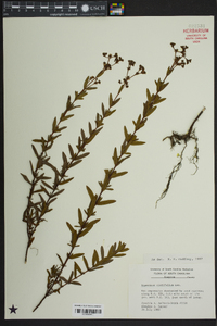 Hypericum cistifolium image