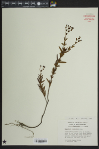 Hypericum cistifolium image