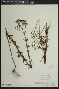Hypericum cistifolium image
