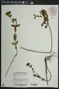 Hypericum crux-andreae image