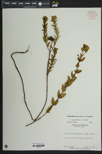 Hypericum crux-andreae image