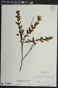 Hypericum crux-andreae image