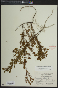 Hypericum crux-andreae image