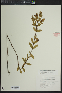 Hypericum crux-andreae image