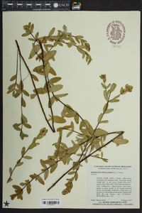 Hypericum crux-andreae image