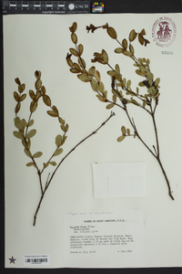 Hypericum crux-andreae image