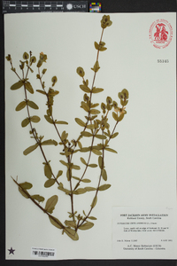 Hypericum crux-andreae image