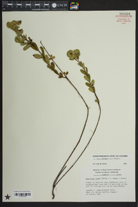 Hypericum crux-andreae image