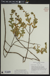 Hypericum crux-andreae image