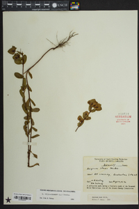 Hypericum crux-andreae image