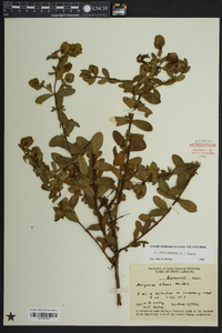 Hypericum crux-andreae image