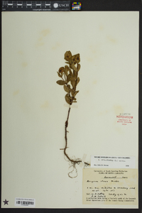 Hypericum crux-andreae image