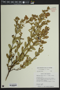 Hypericum crux-andreae image