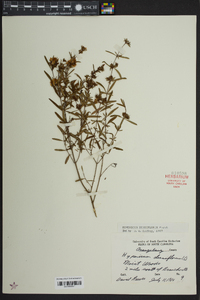 Hypericum densiflorum image