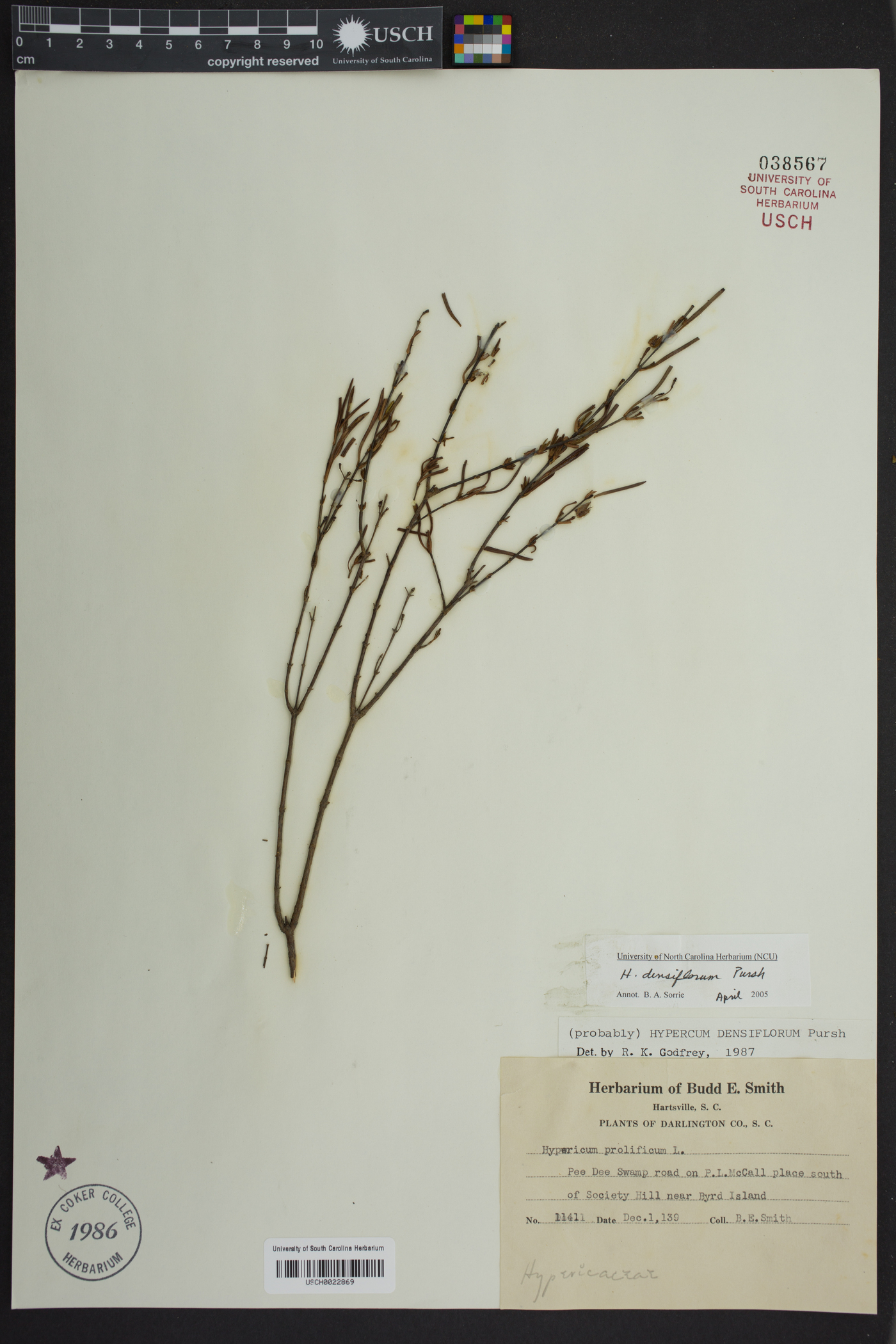 Hypericum densiflorum image