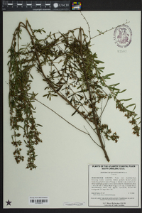 Hypericum densiflorum image