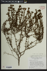 Hypericum fasciculatum image