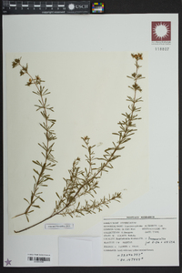 Hypericum galioides image