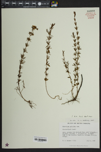 Hypericum galioides image