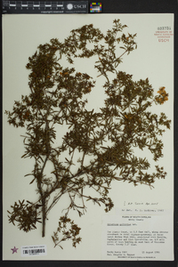Hypericum galioides image