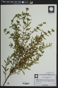 Hypericum galioides image