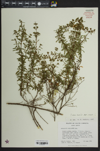 Hypericum galioides image