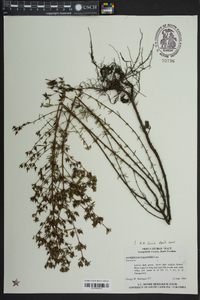 Hypericum galioides image