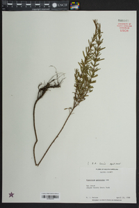 Hypericum galioides image