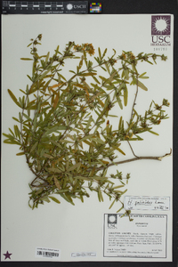 Hypericum galioides image