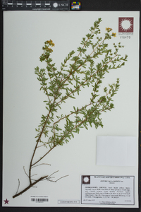 Hypericum galioides image