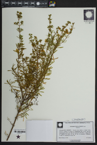 Hypericum galioides image